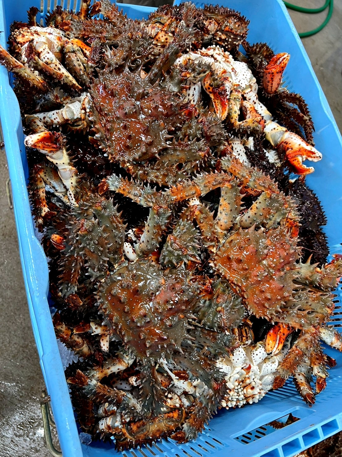 贈り物・ギフト・贅沢に【根室産新物】ボイル花咲ガニ