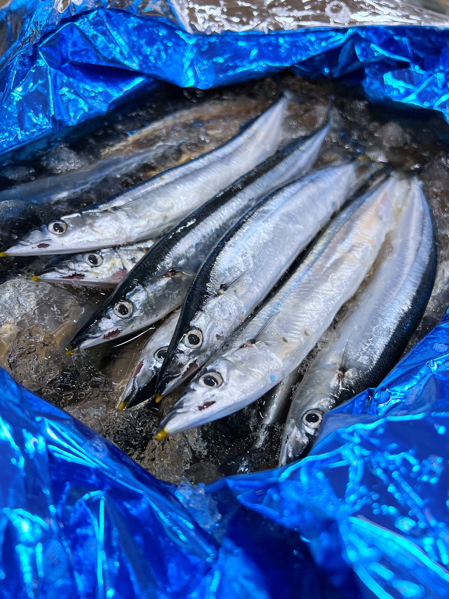 【8月中旬~下旬順次発送】新鮮鮮さんま生送り16尾入(チルド発送)