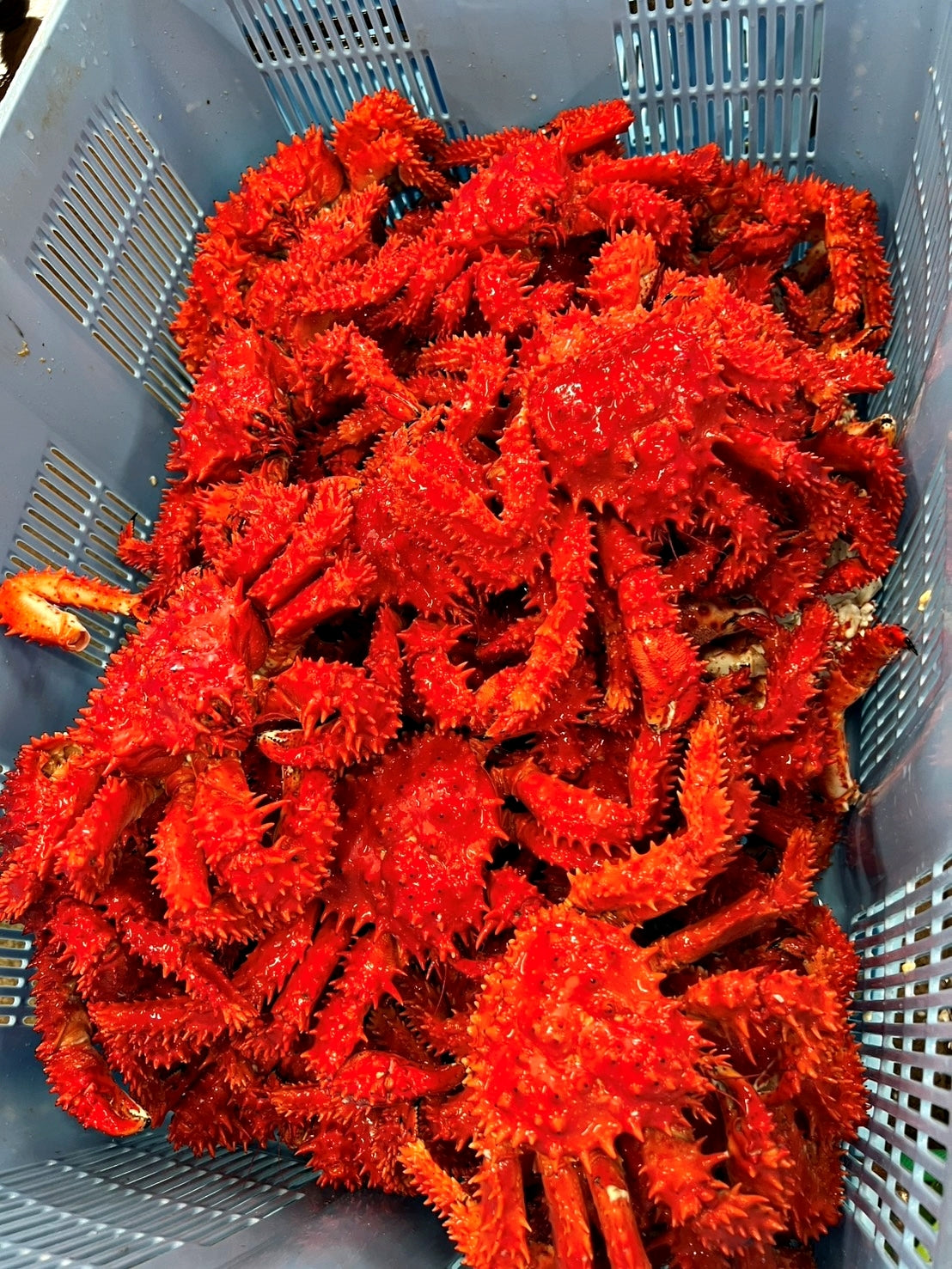 贈り物・ギフト・贅沢に【根室産新物】ボイル花咲ガニ