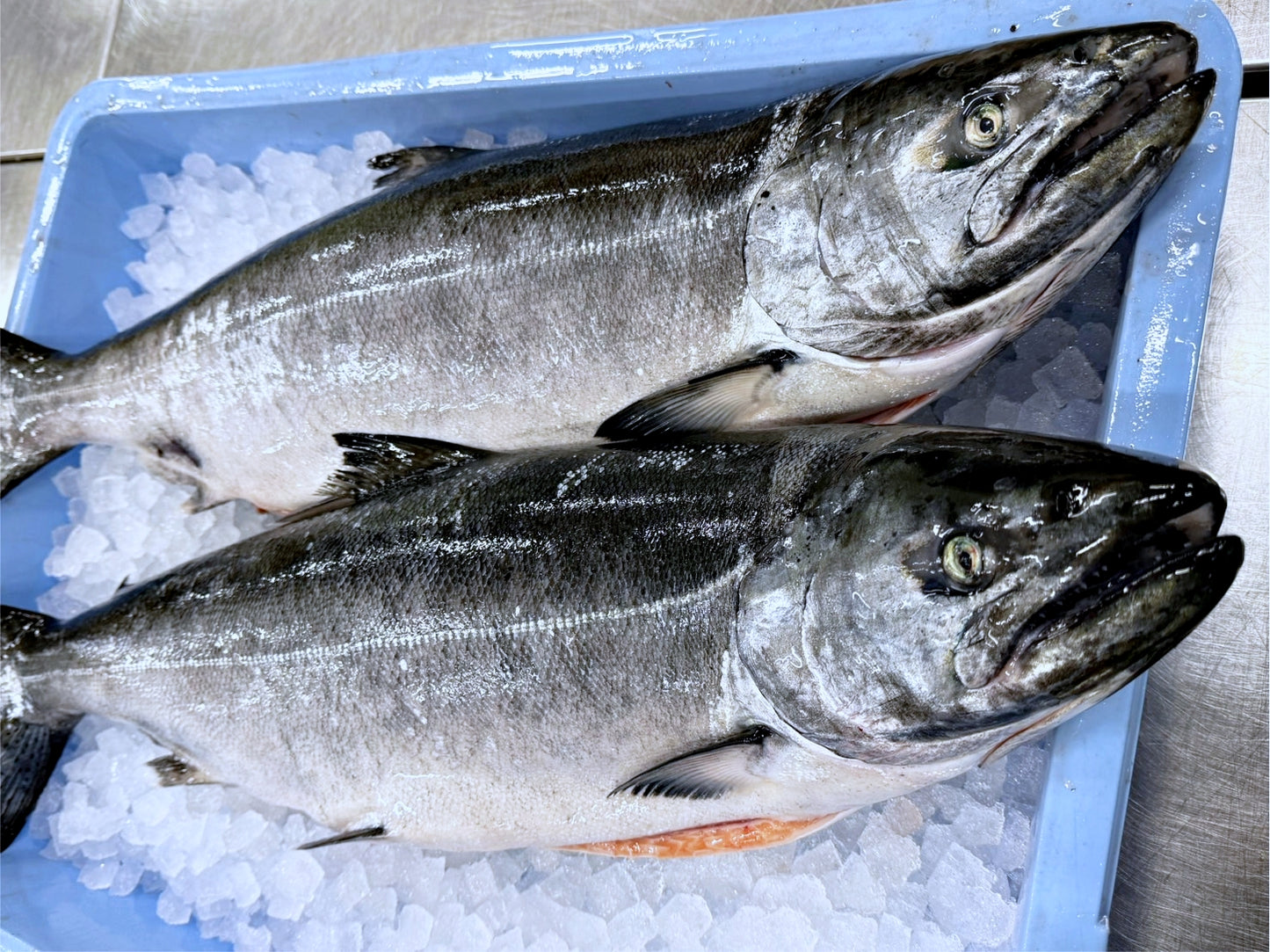 【NEW 根室産新物】マスノスケ(キングサーモン)切身