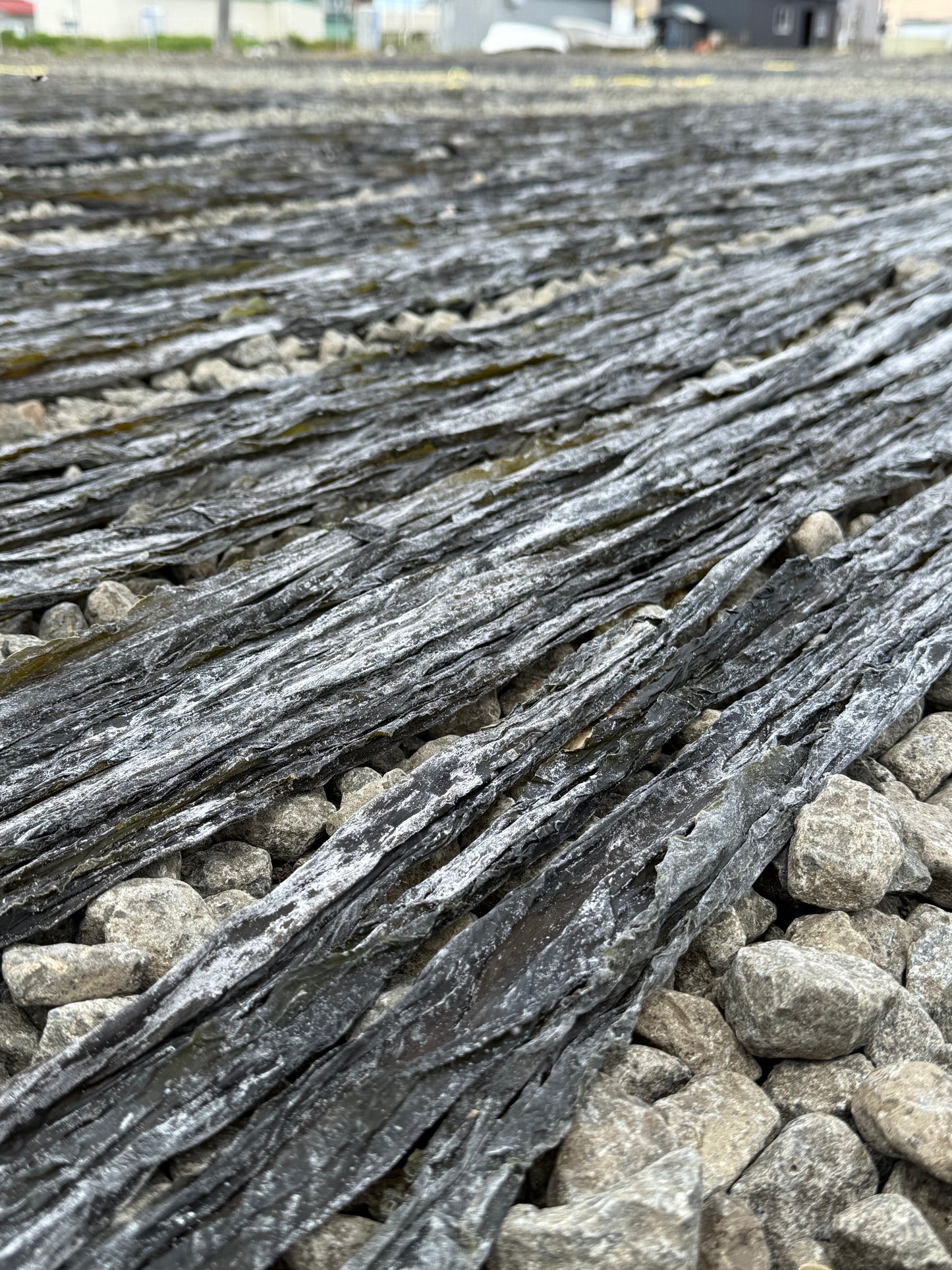 【新商品】さんまと昆布の佃煮